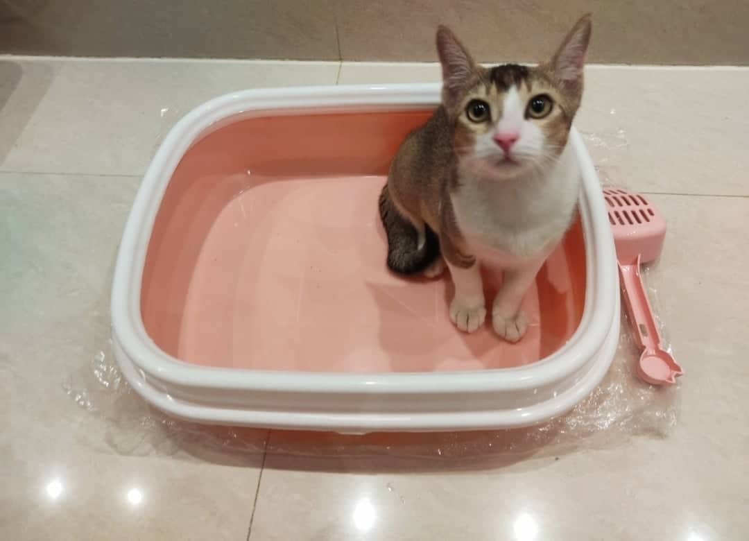 Picture of Cat Litter Box with Scoops & Free Rattle Ball