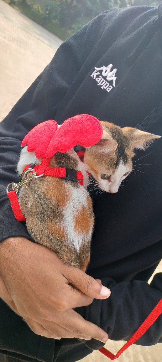 Picture of Little Angel Traction Rope Chest Strap Dog Cat Puppy Traction Ropes Cat Harness And Leash Set Cats Harnesses-Red