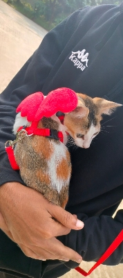 Picture of Little Angel Traction Rope Chest Strap Dog Cat Puppy Traction Ropes Cat Harness And Leash Set Cats Harnesses-Red