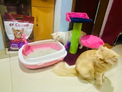 Picture of Toilet Pet Cat Box Crack-Proof Plastic Semi-Closed Cat Litter Training Shutter-Resistant Mail