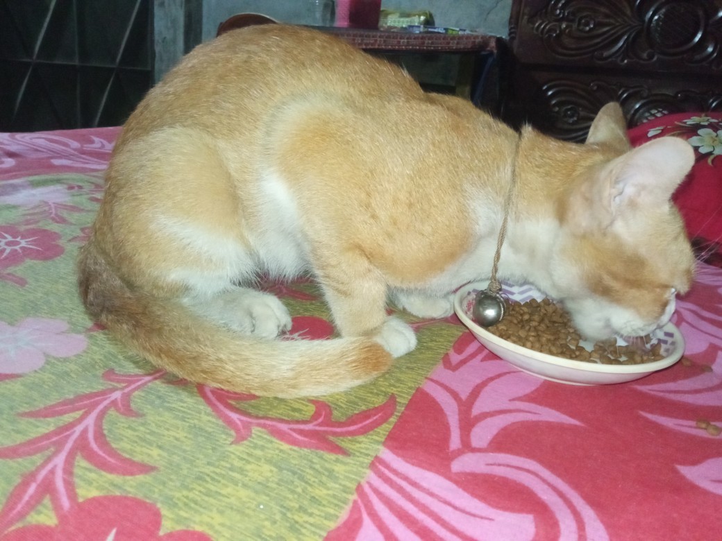 Picture of Mixed Loose Cat Food for Adult Cats 1kg