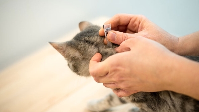 Picture of Frontguard Tick & Flea Spot On Treatment for Cats