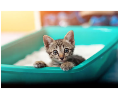 Picture of Cat Litter Box With Scop Small Size-PARTEX