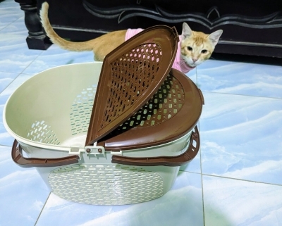Picture of Cat/Dog/Rabbit/Pet Carrier Basket- Off White Colour