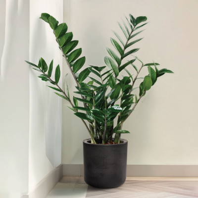 Picture of PlantCare Planter-ROTO Round 12"-WS-TEL