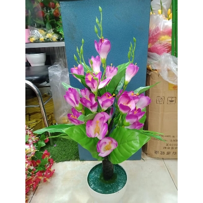 Picture of Bonsai Plant With Matir Tob-19