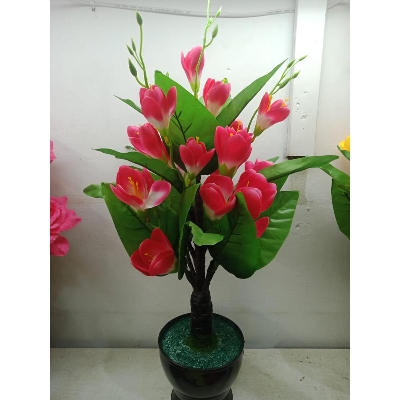 Picture of Bonsai Plant With Matir Tob-17