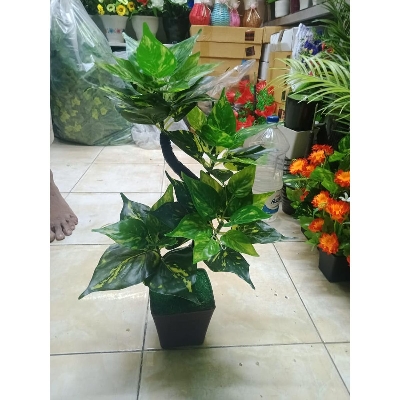 Picture of Bonsai Plant With Matir Tob-13