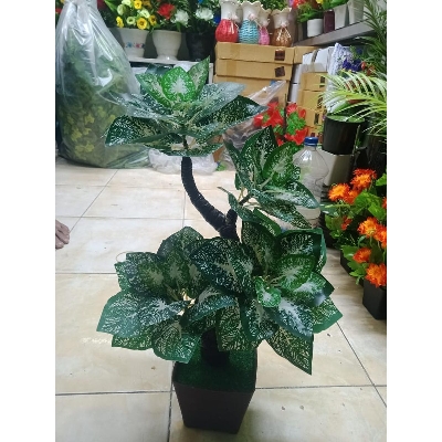 Picture of Bonsai Plant With Matir Tob-14