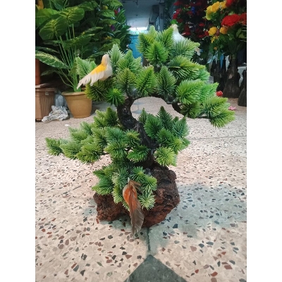 Picture of Bonsai Plant With Matir Tob-12