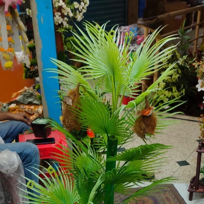 Picture of Artificial Plastic Plant Bonsai  - free delivery