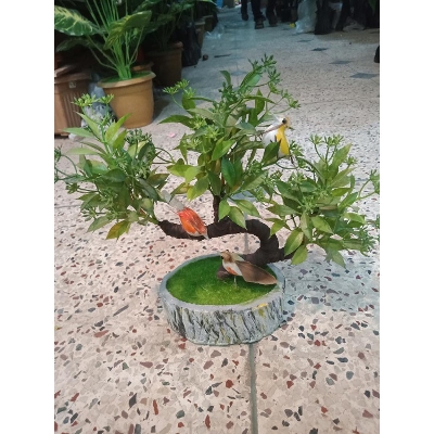 Picture of Bonsai Plant With Matir Tob-11 -  Home Decoration Item - Home Decoration Item - Home Decoration Item