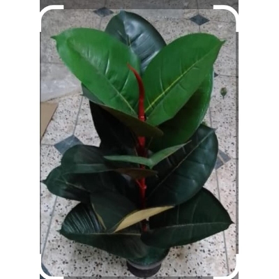 Picture of Artificial Plastic Plant Tree  - Rubber Tree With Tub 2,6