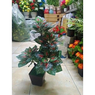 Picture of Bonsai Plant With Matir Tob-15 - Home Decoration Item - Home Decoration Item