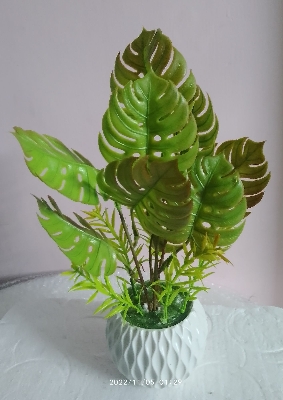 Picture of monstera artificial plan with tob