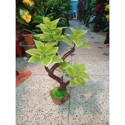 Picture of Bonsai Plant With Matir Tob-8