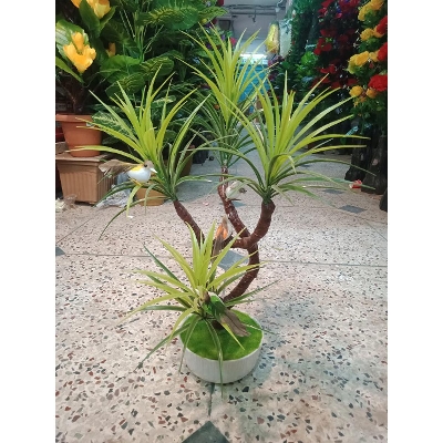 Picture of Bonsai Plant With Matir Tob-1