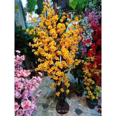 Picture of cheery Bonsai trees  - free delivery