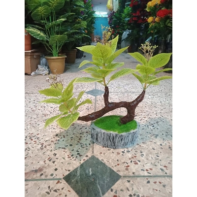 Picture of Bonsai Plant With Matir Tob-2