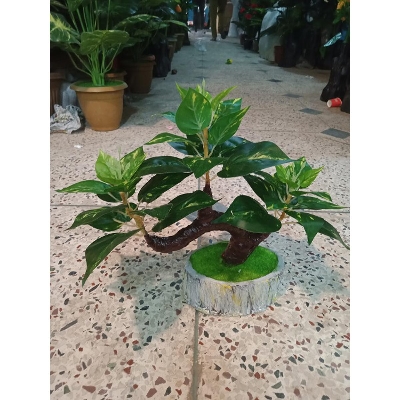 Picture of Bonsai Plant With Matir Tob-6