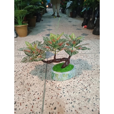 Picture of Bonsai Plant With Matir Tob-5