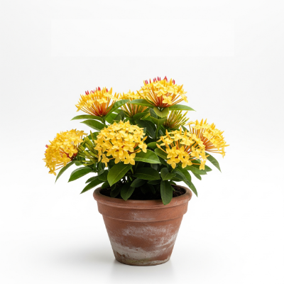 Picture of Yellow Ixora (Rongon) Plant – Beautiful Flowers & Easy Care