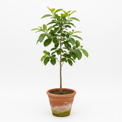 Picture of Kadom Flower Plant – Bring Monsoon Beauty to Your Garden