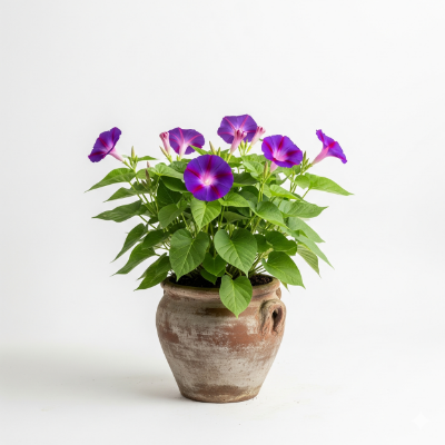 Picture of Morning Glory Flower Plant – Buy Online in Bangladesh
