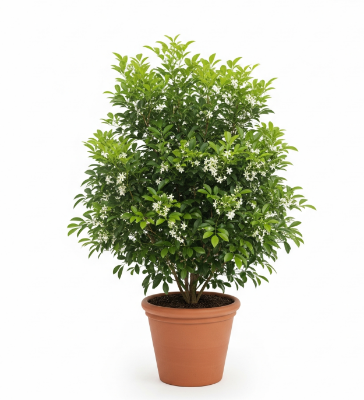 Picture of Kamini Flower Plant – Fragrant & Attractive