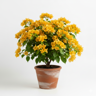 Picture of Bougainvillea Yellow Flower Plant – Buy Online