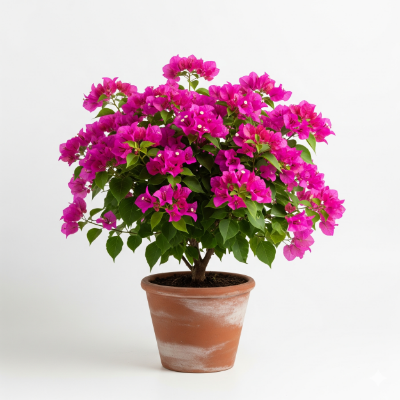 Picture of Bougainvillea Pink Flower Plant – Attractive Pink Color