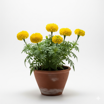 Picture of Yellow Marigold Seedlings – Buy at Attractive Price