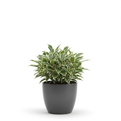 Picture of Variegated Mini Ficus Plant – Beautiful Indoor Plant