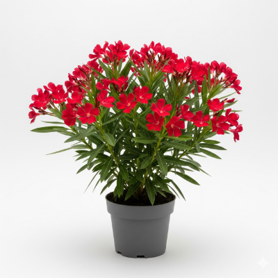 Picture of Red Karabi (Oleander) Flower Plant – Buy Online