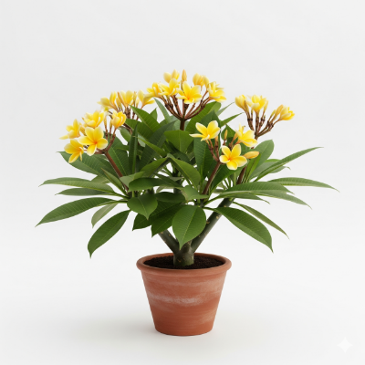 Picture of Yellow Frangipani (Kath Golap) Plant – Buy Online
