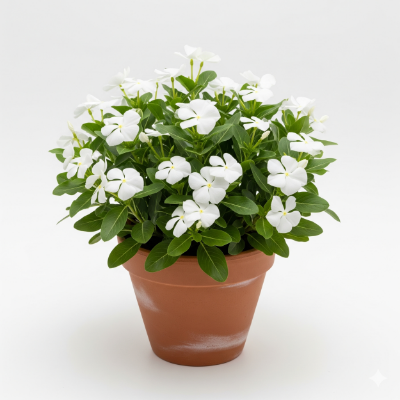 Picture of Nayantara (Periwinkle) Flower Plant – Buy Online