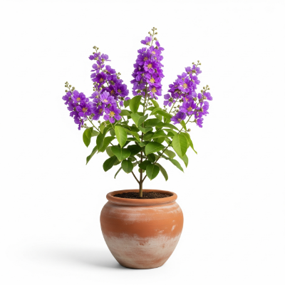 Picture of Jarul Flower Plant – Attractive Ornamental Tree