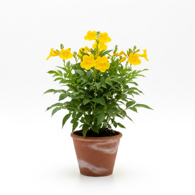 Picture of Gouri Chouri Flower Plant – Buy Online