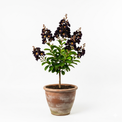 Picture of Black Furus Flower Plant – Buy Online in Bangladesh