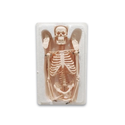 Picture of Human Skeleton With Stand - White