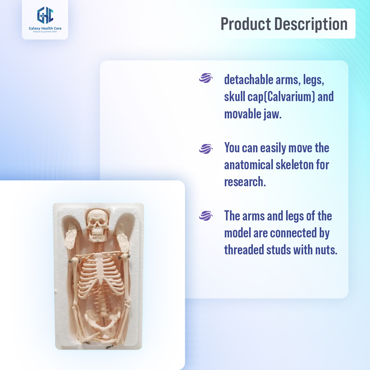 Picture of Human Skeleton With Stand - White