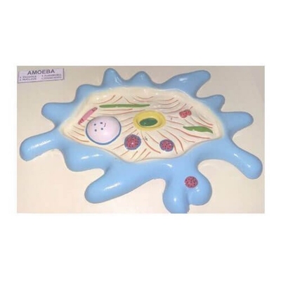 Picture of Artificial Model of Amoeba