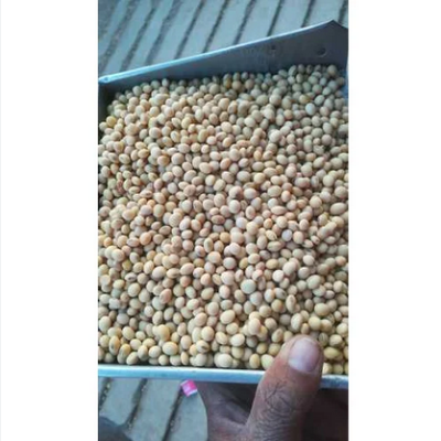 Picture of Soybean Seeds 1 Kg