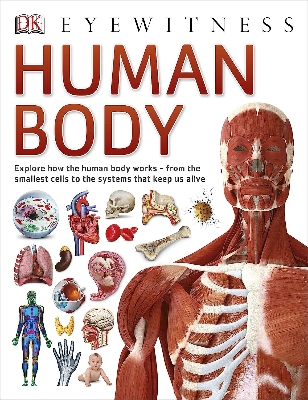 Picture of Human Body (DK Eyewitness) [Paperback] DK