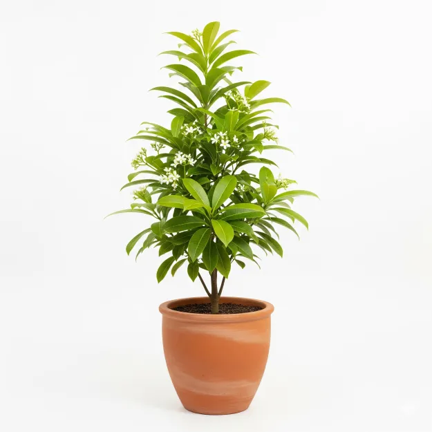 Picture of বকুল ফুলের চারা - Bakul Flower Plant | Sweet Scented Garden Delight