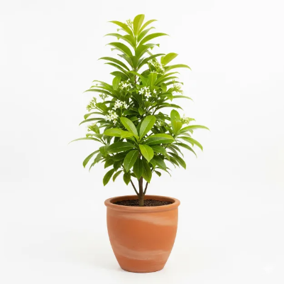 Picture of বকুল ফুলের চারা - Bakul Flower Plant | Sweet Scented Garden Delight