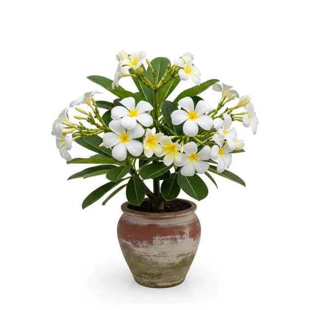 Picture of সাদা কাঠগোলাপ ফুলের চারা - White কাঠগোলাপ Plant - অনলাইনে কিনুন