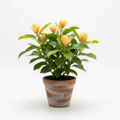 Picture of চাঁপা ফুলের চারা - Champak Flower Plant - সুগন্ধী ও আকর্ষণীয়