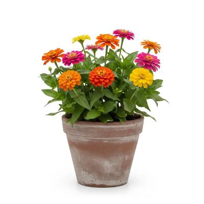 Picture of জিনিয়া ফুলের চারা - Zinnia Flower Plant - অনলাইনে কিনুন