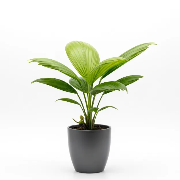 Picture of তাল/Palmyra Palm চারা - আপনার বাগানের জন্য দেশীয় গাছ